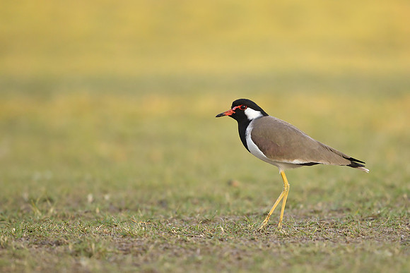 Red-wattled Lapwing