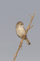 Asian Desert Warbler