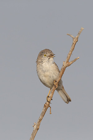 Asian Desert Warbler