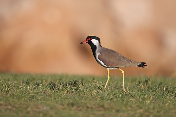 Red-wattled Lapwing