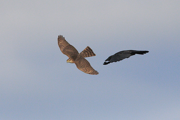 Sparrowhawk