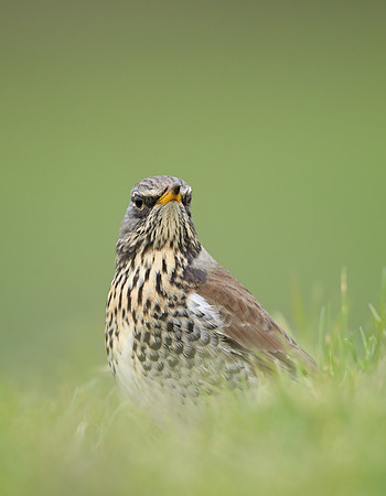 Fieldfare