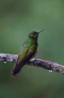 Buff-tailed Coronet