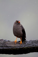 Great Thrush