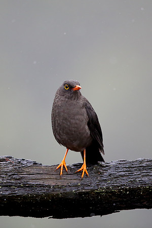 Great Thrush