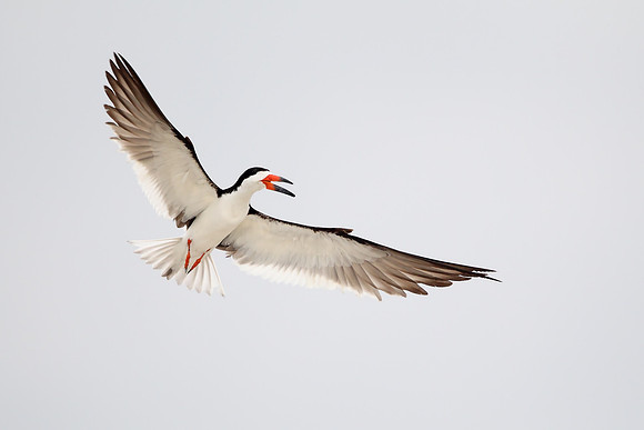 Black Skimmer