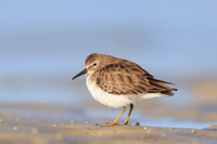 Least Sandpiper