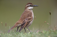 Stout-billed Cinclodes