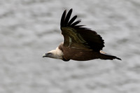 Griffon Vulture