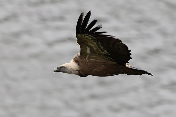 Griffon Vulture
