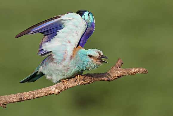 Roller