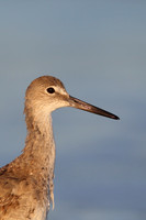 Sandpipers