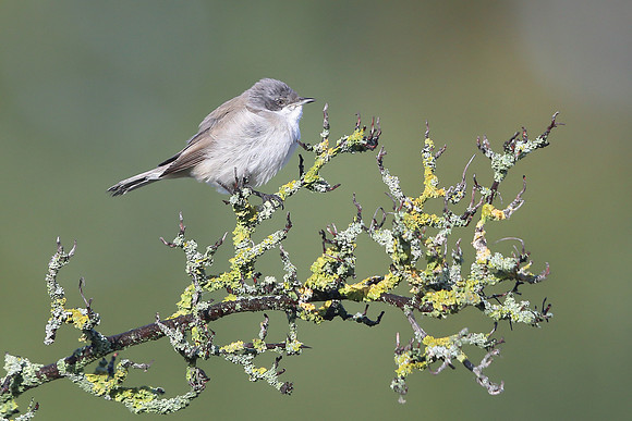 Eastern Lesser Whitethroat
