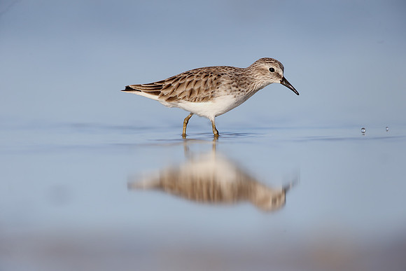 Least Sandpiper