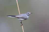 Blue-grey Gnatcatcher