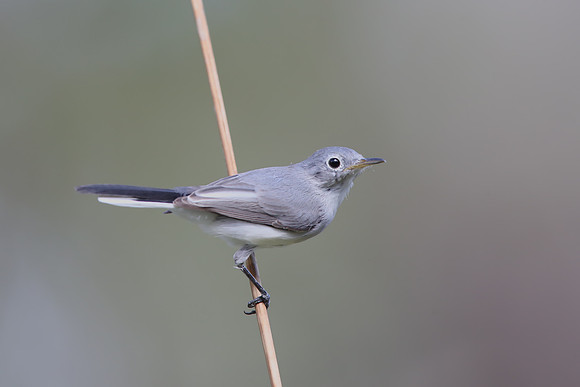 Blue-grey Gnatcatcher