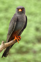 Red-footed Falcon