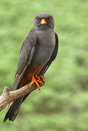 Red-footed Falcon