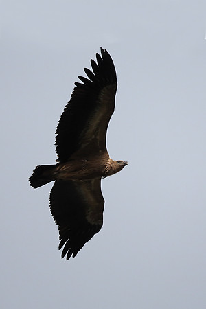 Griffon Vulture
