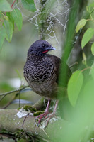 Colombian Chachalaca