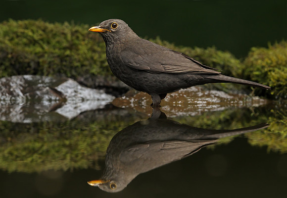 Blackbird