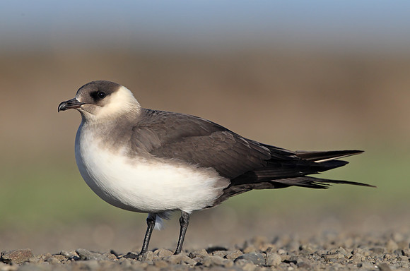 Arctic Skua