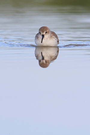 Least Sandpiper