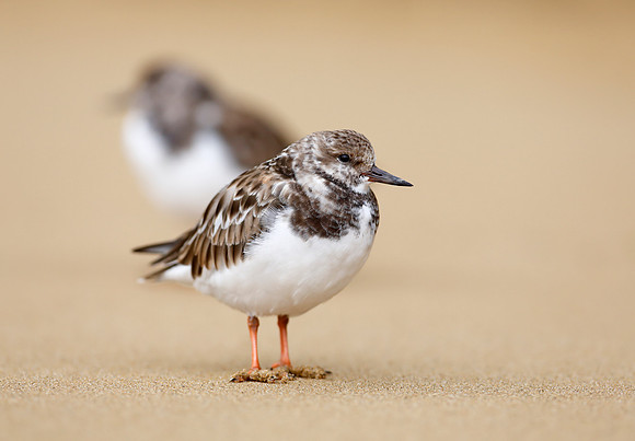 Turnstone