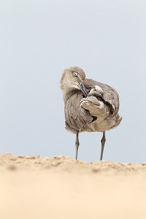 Willet