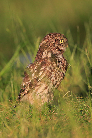 Little Owl