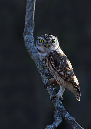 Little Owl