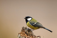 Great Tit