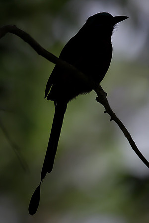 Trinidad Motmot