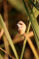Penduline Tit