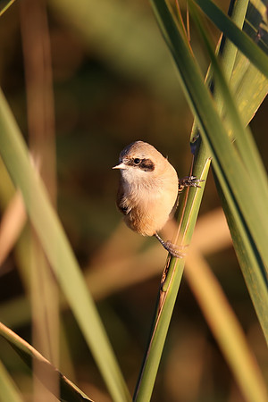 Penduline Tit