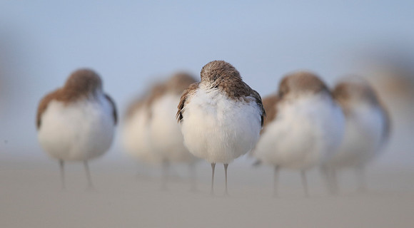 Least Sandpipers
