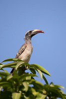 Hornbills and Ground Hornbills