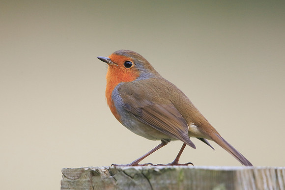 Robin