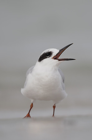 Forster's Tern