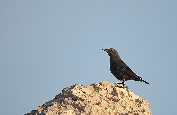 Blue Rock Thrush