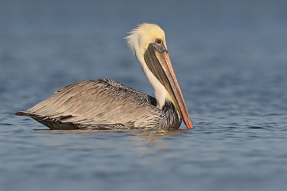​Brown Pelican