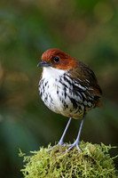 Chestnut-crowned Antpitta