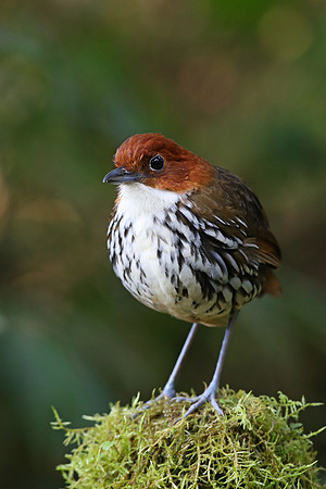 Chestnut-crowned Antpitta