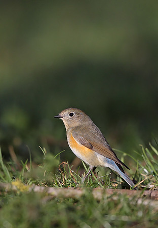 Red-flanked Bluetail