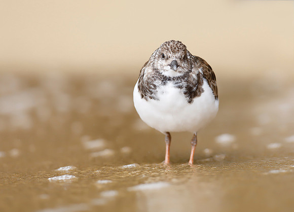 Turnstone