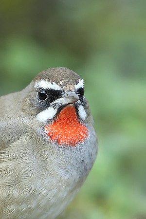 Siberian Rubythroat