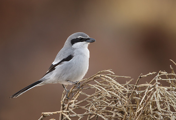 Southern Grey Shrike "koenigi"