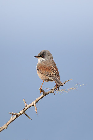 Spectacled Warbler