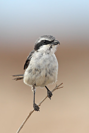 Southern Grey Shrike