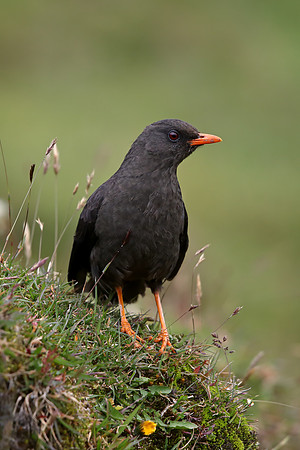 Great Thrush